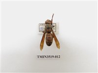 藏品(雙金環虎頭蜂)的圖片